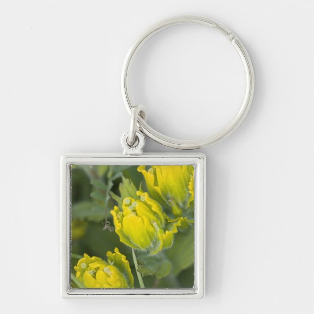 Indian Golden Paintbrush Castilleja Key Ring (Front)
