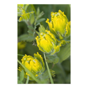 Indian Golden Paintbrush Castilleja Photo Print