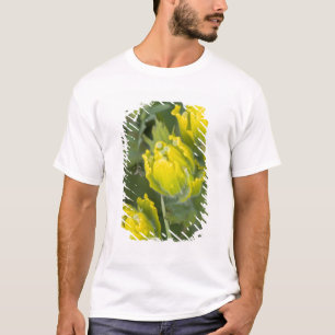 Indian Golden Paintbrush Castilleja T-Shirt