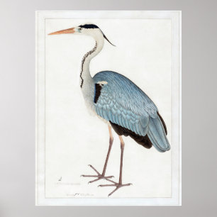 Indian Grey Heron (1780-1782) by Ram Das Poster