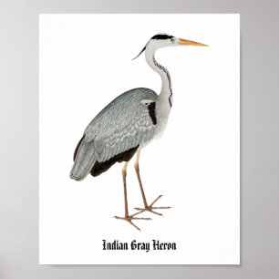 Indian grey heron (1780-1782) vintage painting by  poster
