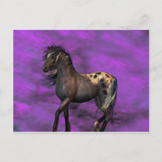 Indian Horse Postcard