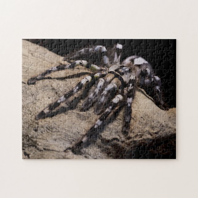 Indian ornamental tarantula jigsaw puzzle (Horizontal)