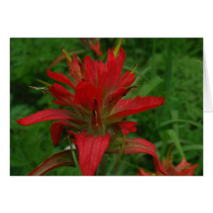 Indian paint brush