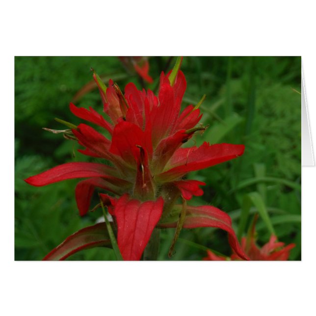 Indian paint brush (Front Horizontal)