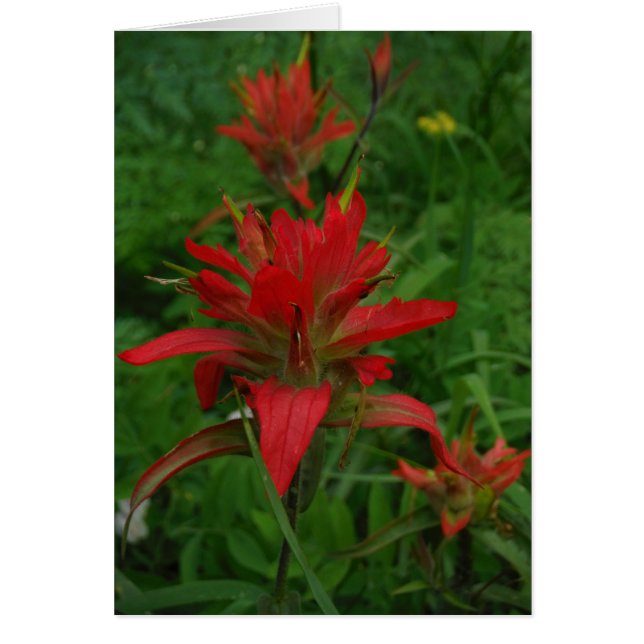 Indian paint brush (Front)