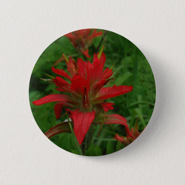 Indian paint brush 6 cm round badge (Front)