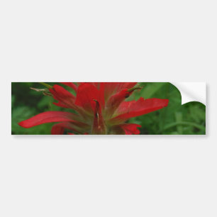 Indian paint brush bumper sticker