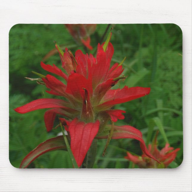 Indian paint brush mouse pad (Front)