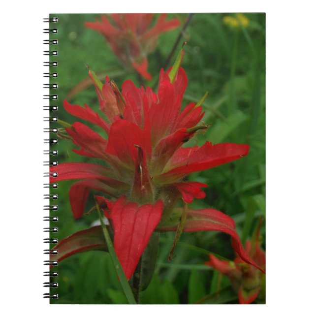 Indian paint brush spiral notebook (Front)