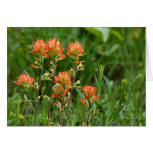 Indian Paintbrush