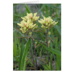Indian Paintbrush