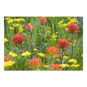 Indian paintbrush and biscuitroot wildflowers photo print