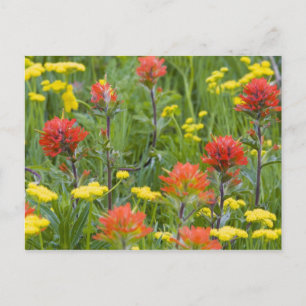 Indian paintbrush and biscuitroot wildflowers postcard