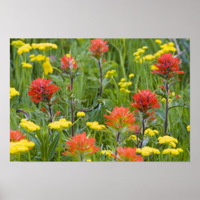 Indian paintbrush and biscuitroot wildflowers poster (Front)
