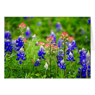 Indian Paintbrush And Bluebonnets
