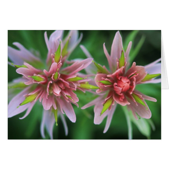 Indian Paintbrush, Banff NP, Alberta, Canada (Front Horizontal)