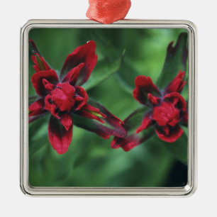 Indian Paintbrush, Banff NP, Alberta, Canada 2 Metal Tree Decoration