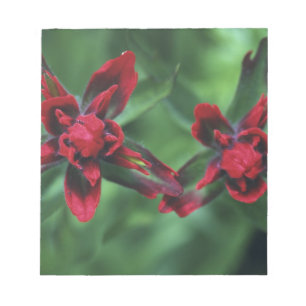 Indian Paintbrush, Banff NP, Alberta, Canada 2 Notepad