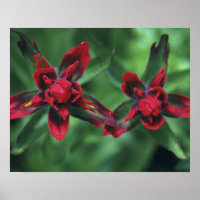 Indian Paintbrush, Banff NP, Alberta, Canada 2