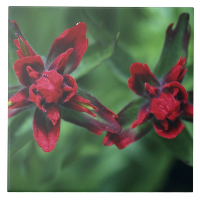 Indian Paintbrush, Banff NP, Alberta, Canada 2 Tile (Front)