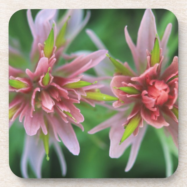 Indian Paintbrush, Banff NP, Alberta, Canada Coaster (Front)