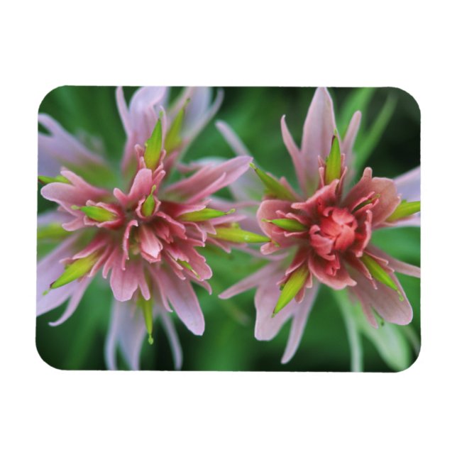 Indian Paintbrush, Banff NP, Alberta, Canada Magnet (Horizontal)