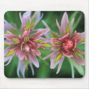Indian Paintbrush, Banff NP, Alberta, Canada Mouse Pad