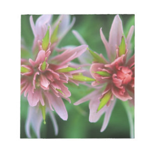 Indian Paintbrush, Banff NP, Alberta, Canada Notepad