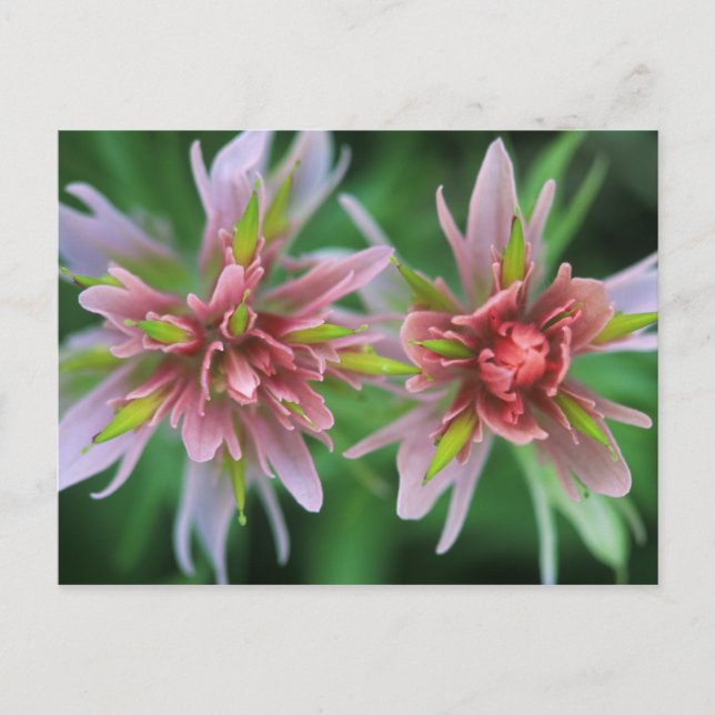 Indian Paintbrush, Banff NP, Alberta, Canada Postcard (Front)