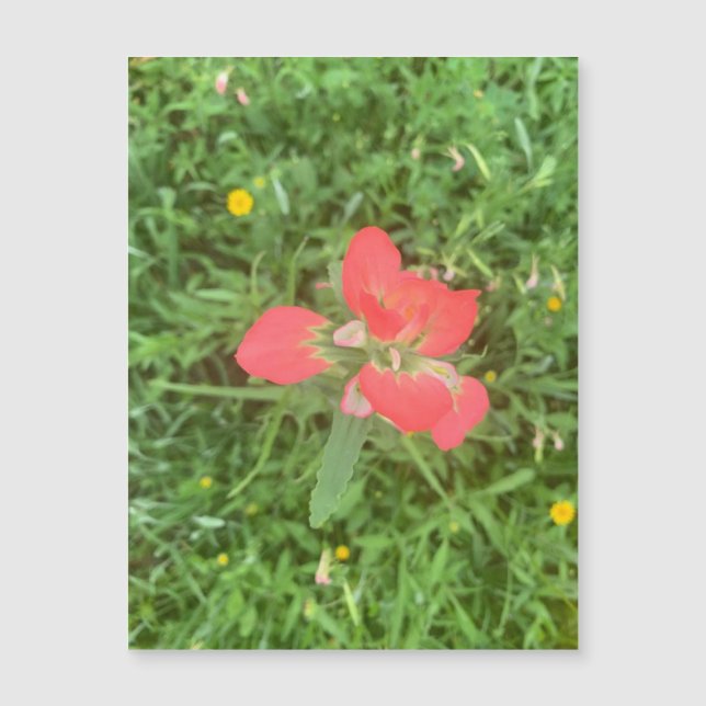 Indian Paintbrush Bloom Magnet (Front)