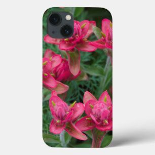 Indian Paintbrush iPhone 13 Case