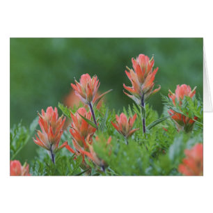 Indian Paintbrush, Castilleja miniata, Ouray,