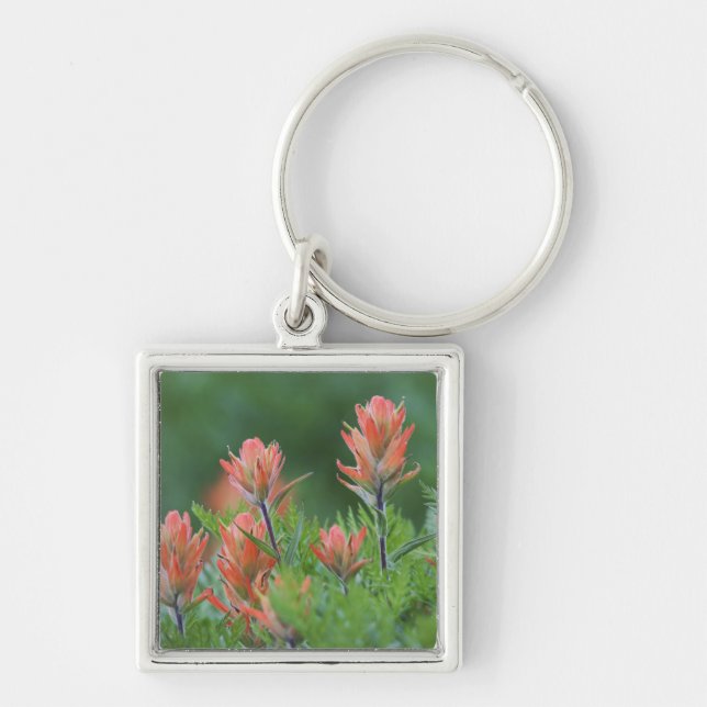 Indian Paintbrush, Castilleja miniata, Ouray, Key Ring (Front)