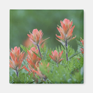 Indian Paintbrush, Castilleja miniata, Ouray, Magnet
