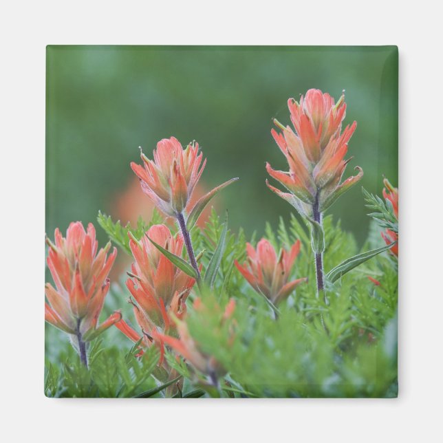 Indian Paintbrush, Castilleja miniata, Ouray, Magnet (Front)