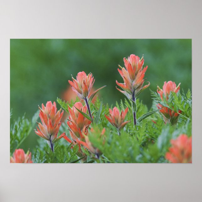 Indian Paintbrush, Castilleja miniata, Ouray, Poster (Front)
