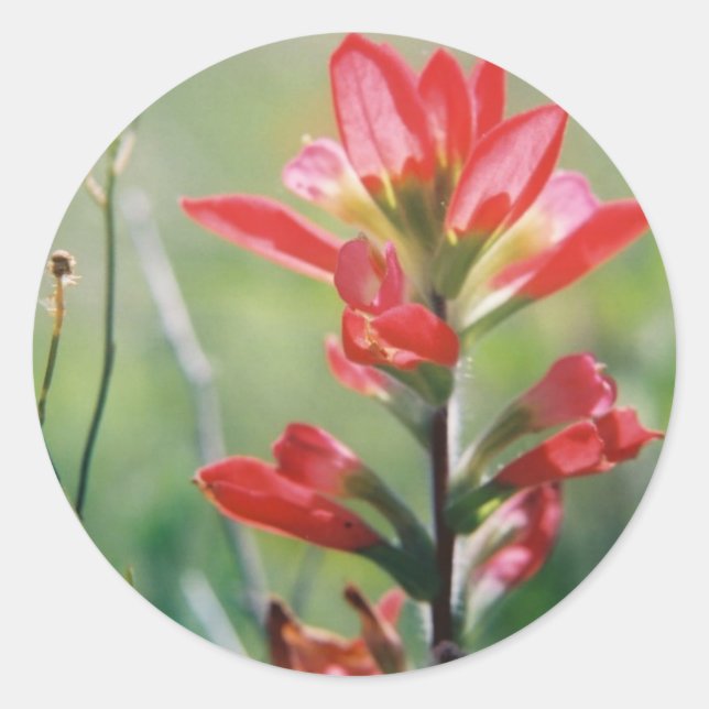 Indian Paintbrush Classic Round Sticker (Front)