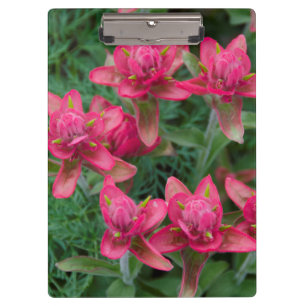 Indian Paintbrush Clipboard