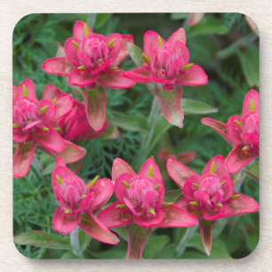 Indian Paintbrush Coaster