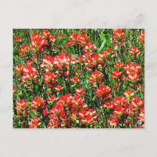 Indian Paintbrush Field Postcard