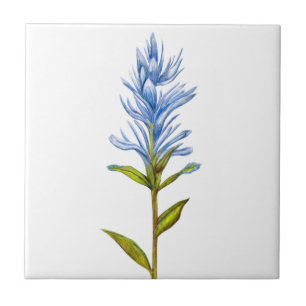 Indian Paintbrush in Blue Tile