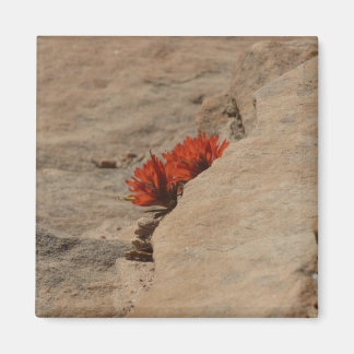 Indian Paintbrush in Rocks at Zion Magnet