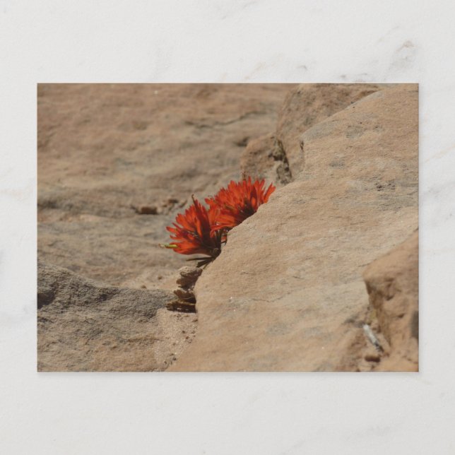 Indian Paintbrush in Rocks at Zion Postcard (Front)
