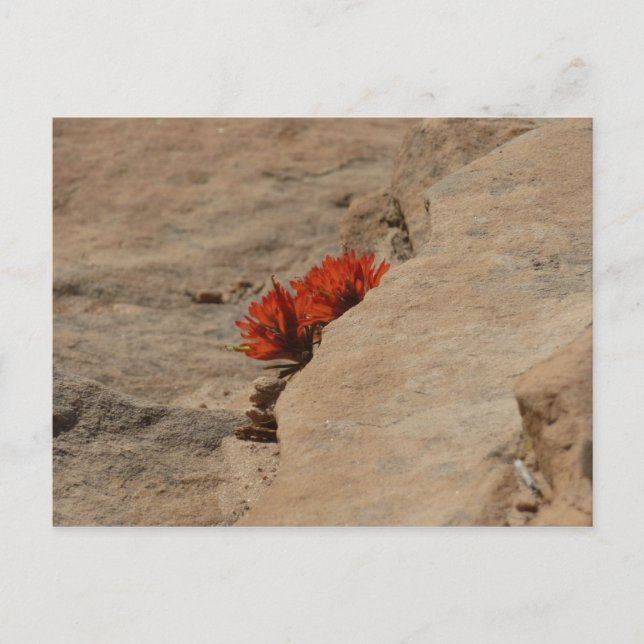 Indian Paintbrush in Rocks at Zion Postcard (Front)