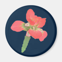 Indian Paintbrush