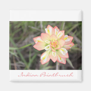 Indian Paintbrush Magnet