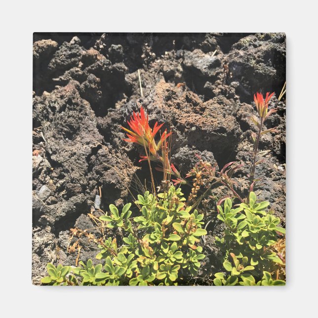 Indian Paintbrush Magnet (Front)