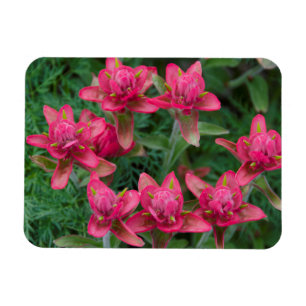 Indian Paintbrush Magnet