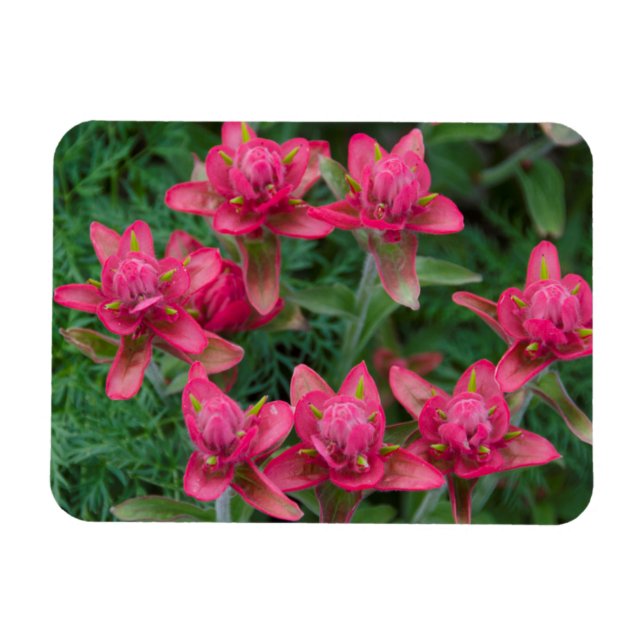 Indian Paintbrush Magnet (Horizontal)